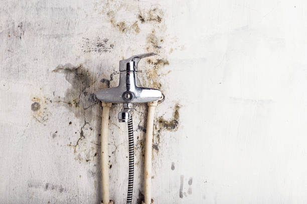 Best Water Damage Restoration  in Albion, NE