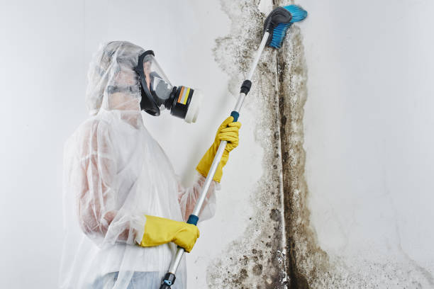 Mold Testing and Removal in Albion, NE