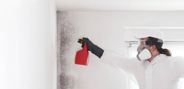 Best Fast Mold Removal  in Albion, NE