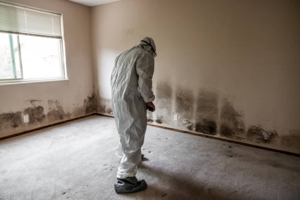 Best Certified Mold Removal  in Albion, NE