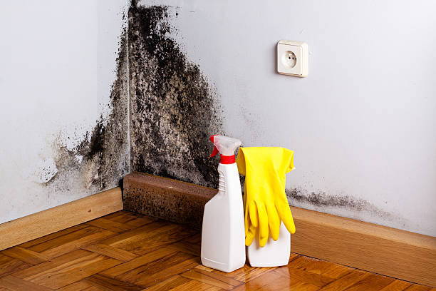 Best Mold Damage Repair  in Albion, NE