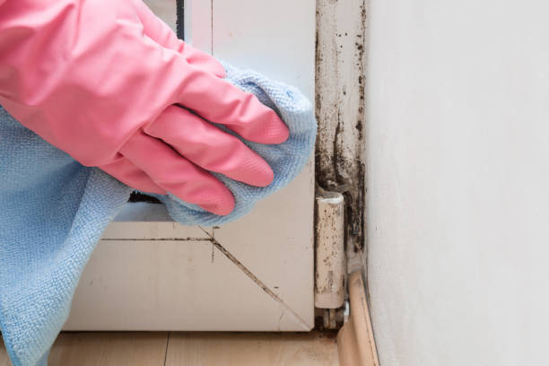 Best Toxic Mold Removal  in Albion, NE