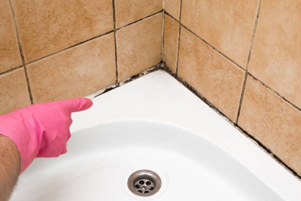 Best Best Mold Removal Companies  in Albion, NE